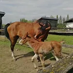 Gyulavezer Lovasbirodalma 3* Gyulakeszi