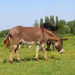 Gyulavezér Lovasbirodalma Gyulakeszi