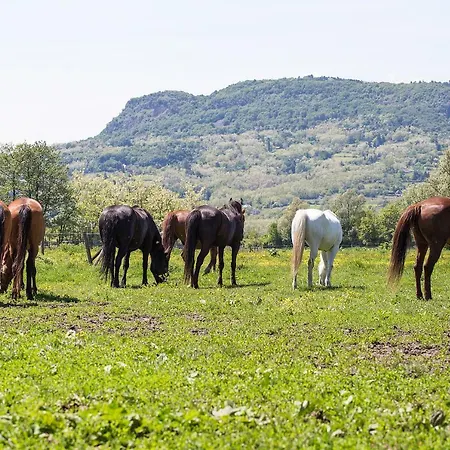 Panzió Gyulavezér Lovasbirodalma 3*