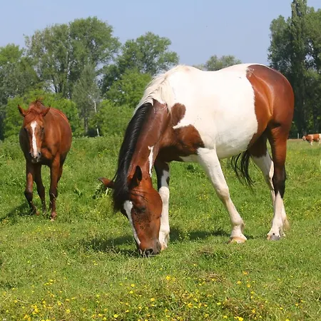 Gyulavezer Lovasbirodalma ベッド・アンド・ブレックファスト 3*