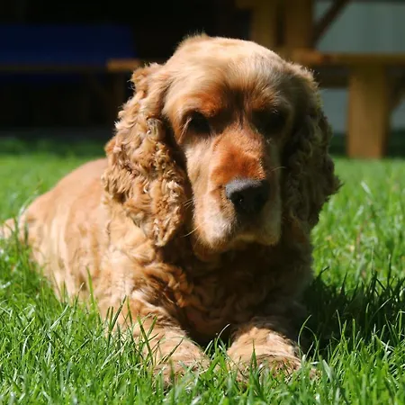 ベッド・アンド・ブレックファスト Gyulavezer Lovasbirodalma Gyulakeszi