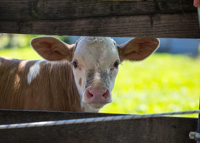 Bed and breakfast Gyulavezér Lovasbirodalma Gyulakeszi