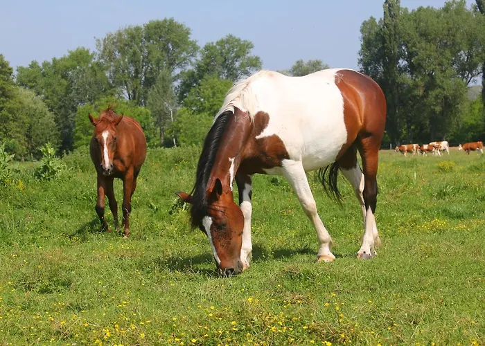 Gyulavezer Lovasbirodalma Frühstückspension 3*