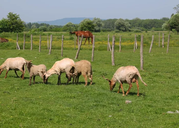 Gyulavezer Lovasbirodalma 住宿加早餐酒店 3*